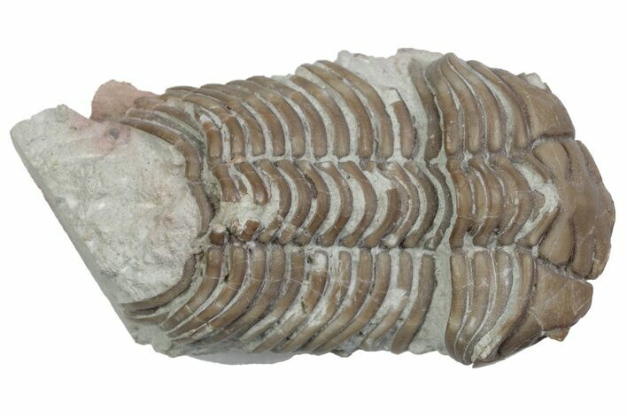 Bargain, Long Pliomera Fischeri Trilobite - Russia #363124